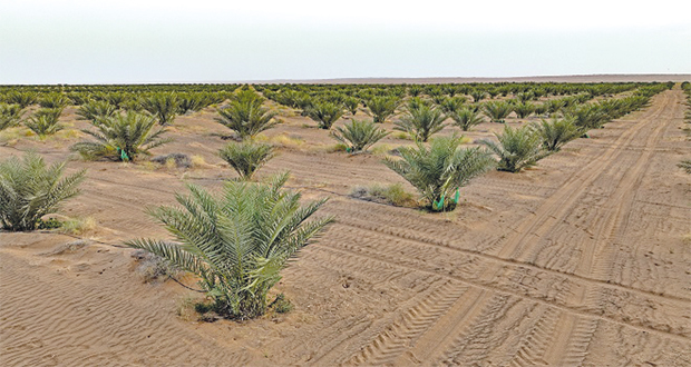 الثلاثاء القادم .. سلطنة عمان تحتفل بيوم الشجرة