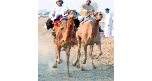 فن التغرود والهمبل فـي عرضة الهجن بالمصنعة